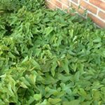 planta-de-dioscorea-con-raices-parecidas-a-la-batata
