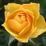 significado-espiritual-de-las-flores-amarillas
