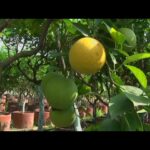 a-que-distancia-se-plantan-los-limoneros
