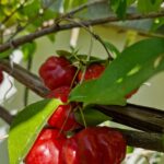 arbol-tropical-de-fruto-comestible-y-sabor-dulce