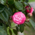 arbusto-con-flores-similares-a-las-rosas