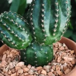 cactus-resistentes-al-sol-para-exteriores