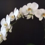 caracteristicas-de-la-orquidea-phalaenopsis