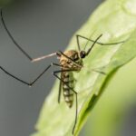 como-eliminar-moscas-y-mosquitos-del-jardin