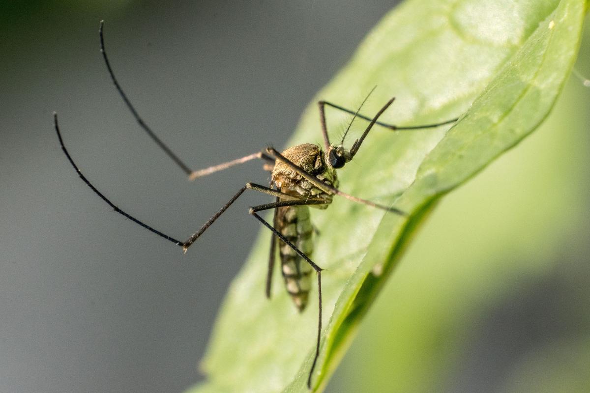 Cómo eliminar moscas y mosquitos del jardín Nucleo Jardin