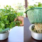 como-plantar-cilantro-utilizando-semillas