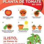 como-plantar-tomates-en-casa-sin-semillas