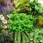 cultivo-de-plantas-aromaticas-y-especias