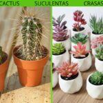 diferencia-entre-crasas-suculentas-y-cactus