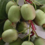 fruta-similar-al-kiwi-pero-de-color-blanco