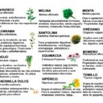 guia-de-plantas-aromaticas-y-medicinales