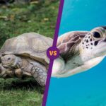 imagenes-de-tortugas-acuaticas-y-terrestres