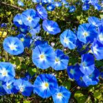 las-flores-azules-mas-hermosas-del-mundo