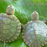 reproduccion-de-las-tortugas-de-orejas-rojas