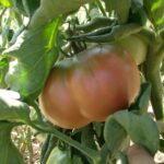 tratamiento-ecologico-del-mildiu-en-el-tomate