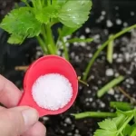 uso-de-bicarbonato-y-vinagre-en-las-plantas