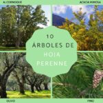 arboles-ornamentales-de-hojas-perennes