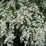 arbustos-con-flores-pequenas-y-blancas