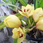 cada-cuanto-tiempo-florece-la-orquidea