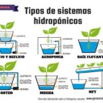 caracteristicas-del-cultivo-hidroponico