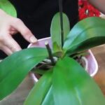 como-cuidar-una-orquidea-phalaenopsis