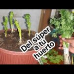 como-sembrar-cilantro-con-raiz-en-casa