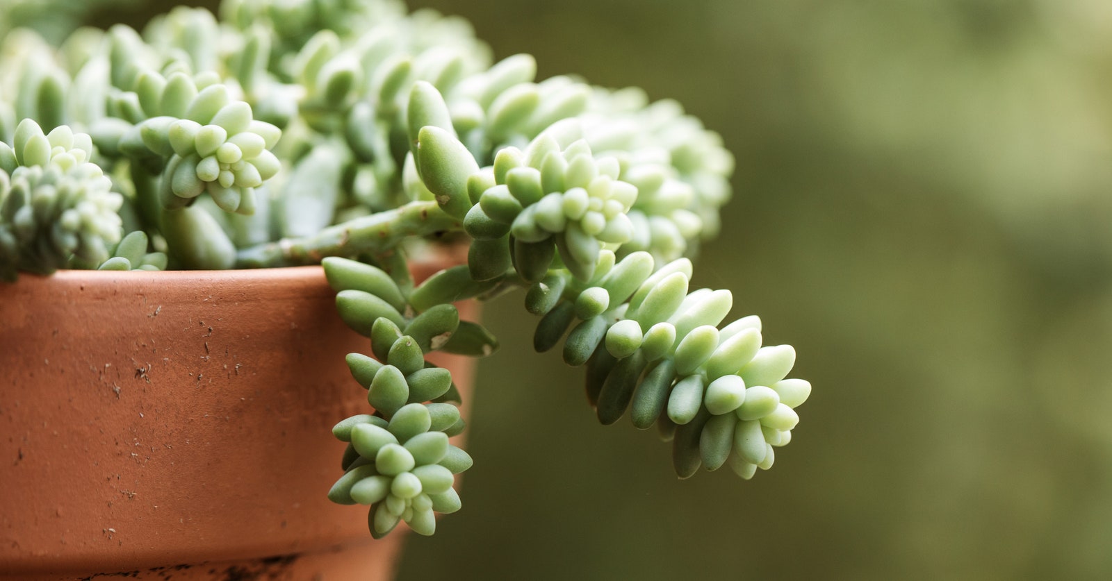 Cuidados de la planta Cola de Borrego Nucleo Jardin