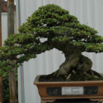 cuidados-del-bonsai-carmona-microphylla