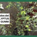 cuidados-del-eucalipto-gunnii-en-maceta