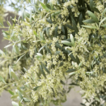 es-posible-podar-un-olivo-en-floracion
