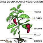 funciones-de-las-partes-de-las-plantas
