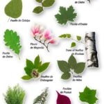 identificar-hojas-de-arboles-frutales
