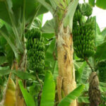 Las plataneras sólo dan fruto una vez las-plataneras-solo-dan-fruto-una-vez