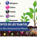nutrientes-principales-de-las-plantas
