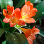 planta-con-hojas-verdes-y-flor-naranja