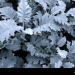 planta-de-hojas-blancas-aterciopeladas