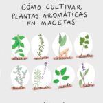 plantas-aromaticas-nombres-e-imagenes