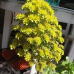 plantas-suculentas-con-flores-amarillas