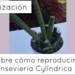 reproduccion-de-sansevieria-cylindrica