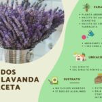 Cuando florece la lavanda en maceta cuando-florece-la-lavanda-en-maceta