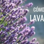 Cuándo se poda la lavanda en España cuando-se-poda-la-lavanda-en-espana